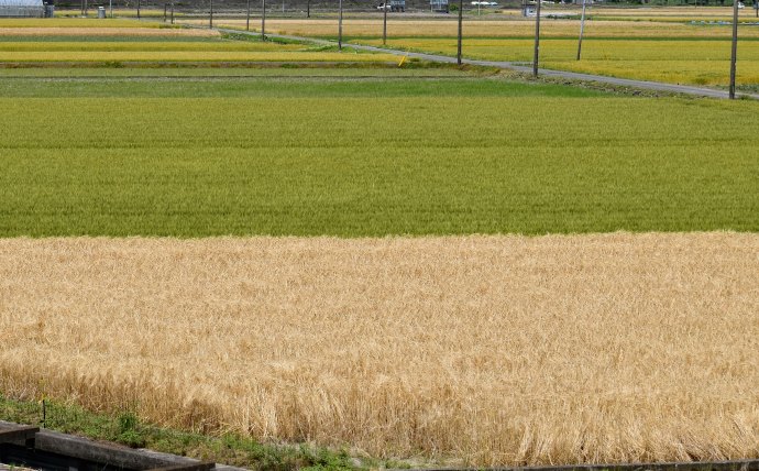 鹿嶋市の肥前鹿島干潟