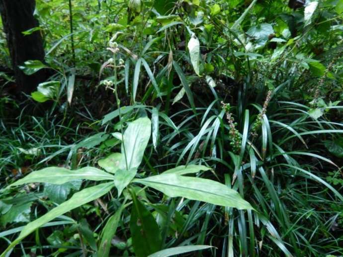 「さいたま緑の森博物館」の敷地内で見られるヤブミョウガとヤブラン（右）