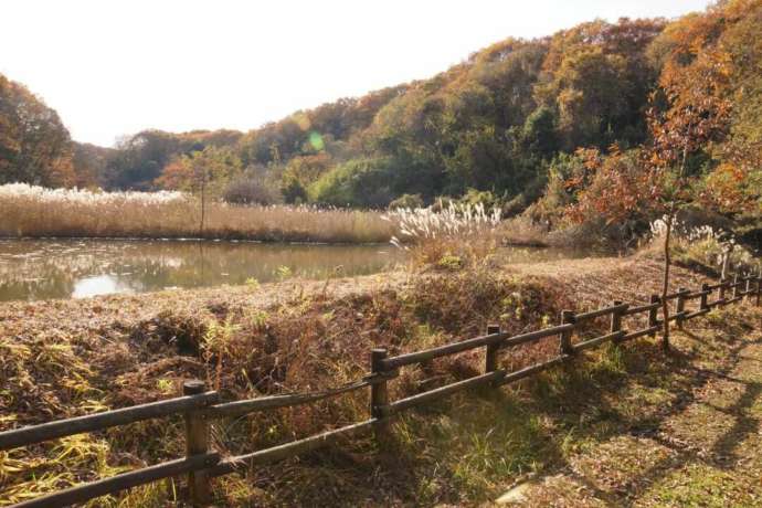 「さいたま緑の森博物館」敷地内の土手の様子（12月）