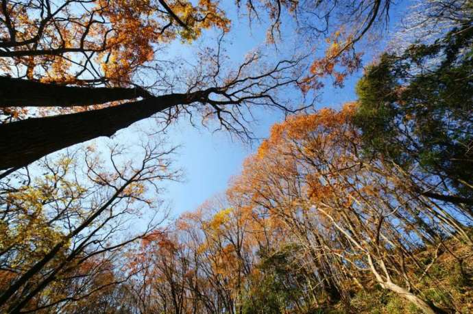 「さいたま緑の森博物館」敷地内に広がる雑木林