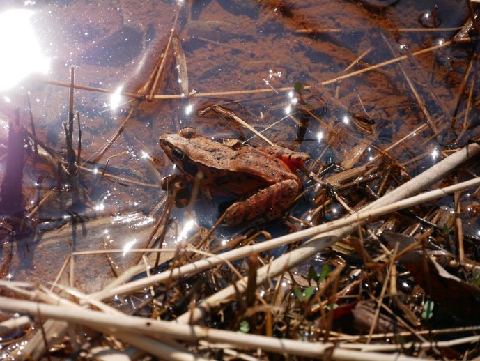 「さいたま緑の森博物館」の敷地内で出会えるヤマアカガエル