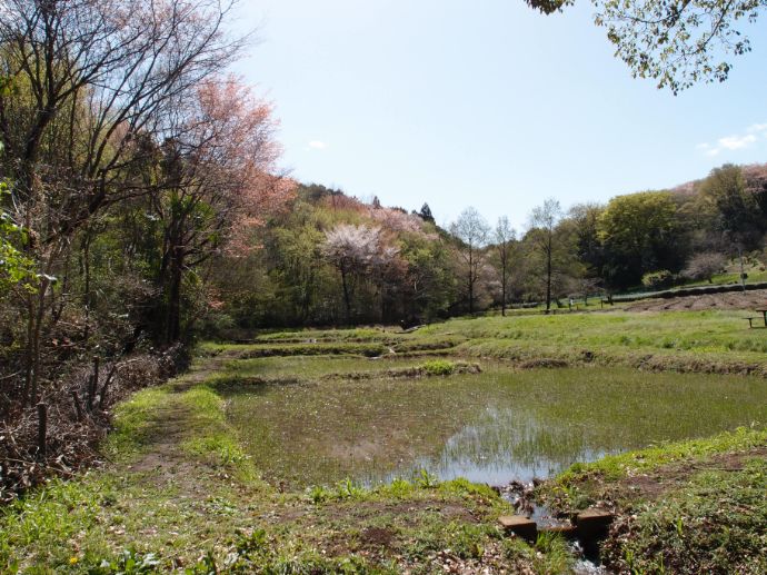 「さいたま緑の森博物館」の春の様子