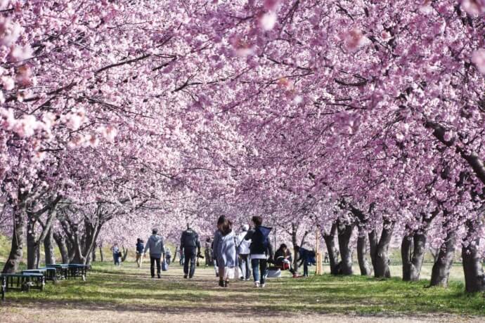 埼玉県坂戸市の桜並木