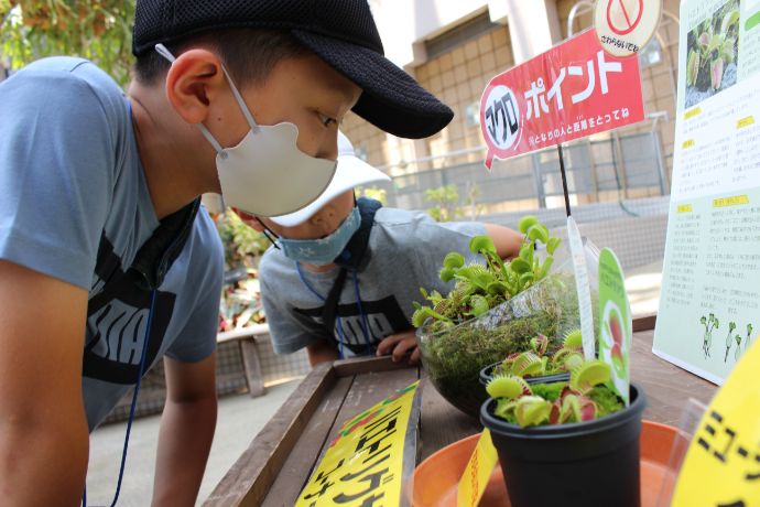 咲くやこの花館の「虫を食べる植物展」：観察する子ども