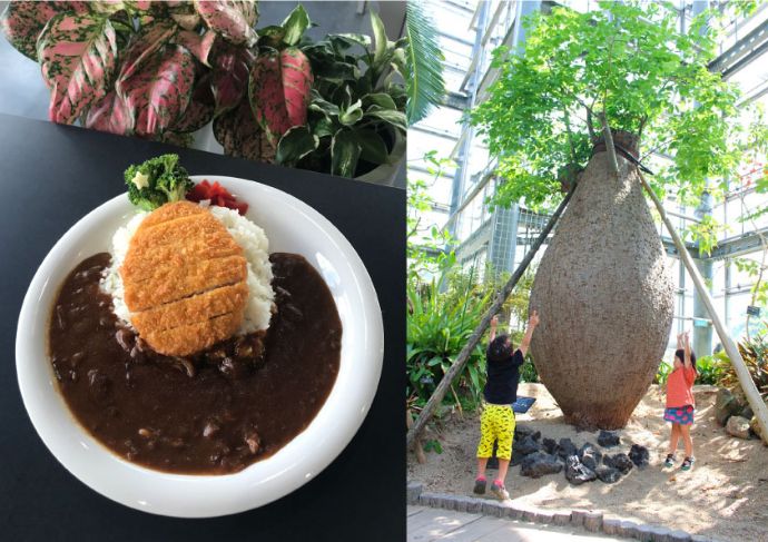 咲くやこの花館のレストランで食べられる「パロボラッチョカレー」＆モチーフになった植物