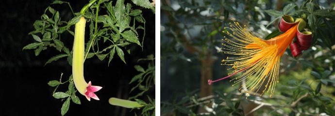 咲くやこの花館に展示されているフニ―バオバブの花が咲く様子