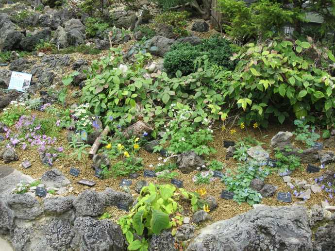 咲くやこの花館の高山植物室