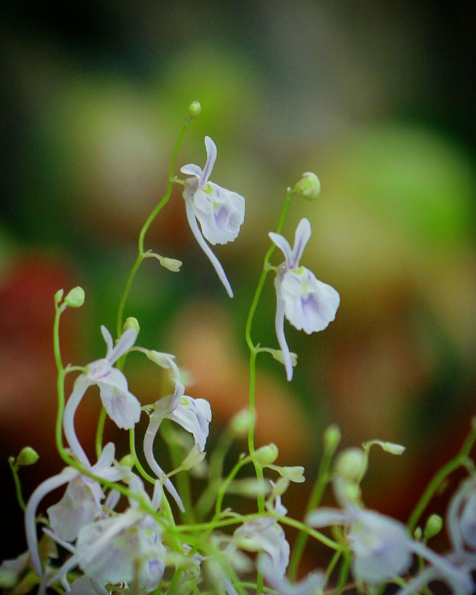 咲くやこの花館のフォトコンテスト作品