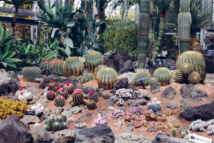 咲くやこの花館にある乾燥地植物室