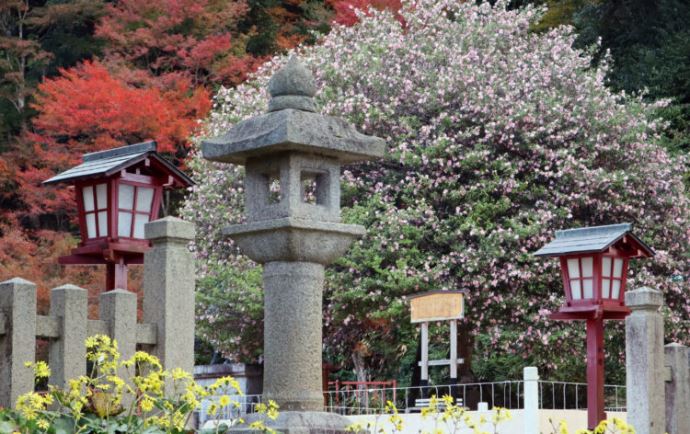 山王宮日吉神社について