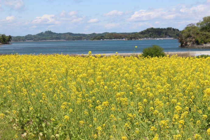 史跡公園に咲く菜の花