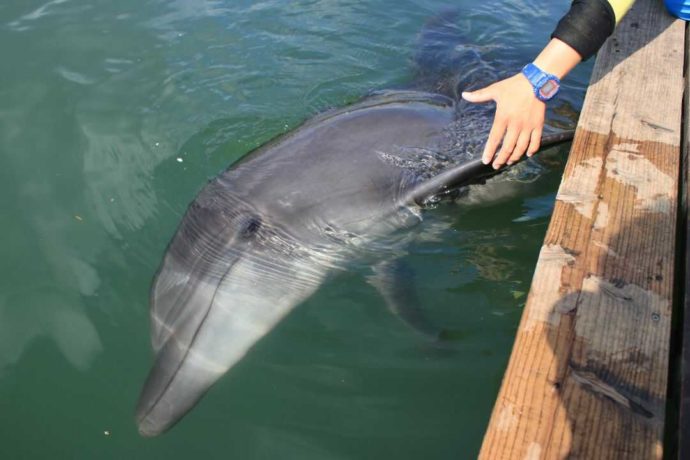 熊本県上天草市にあるわくわく海中水族館シードーナツのイルカとハイタッチする様子