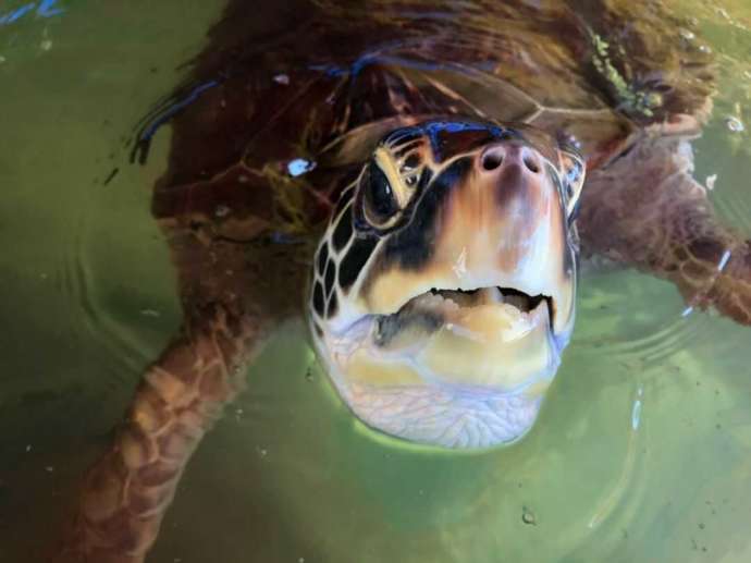 熊本県上天草市にあるわくわく海中水族館シードーナツのウミガメ・カメ子