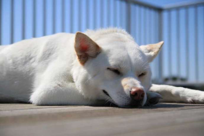 熊本県上天草市にあるわくわく海中水族館シードーナツの看板犬・キナコ