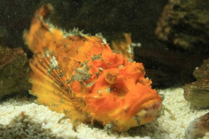 熊本県上天草市にあるわくわく海中水族館シードーナツの珍しいオニオコゼ