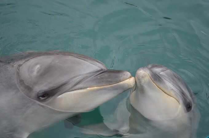 熊本県上天草市にあるわくわく海中水族館シードーナツのイルカたちがキスをする様子