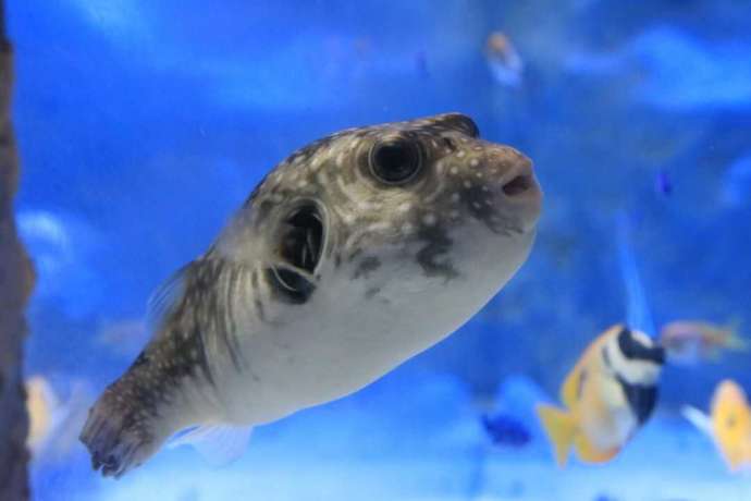 熊本県上天草市にあるわくわく海中水族館シードーナツのサザナミフグ