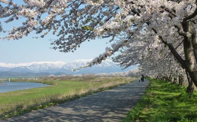 新発田市内の桜が満開になった河川敷