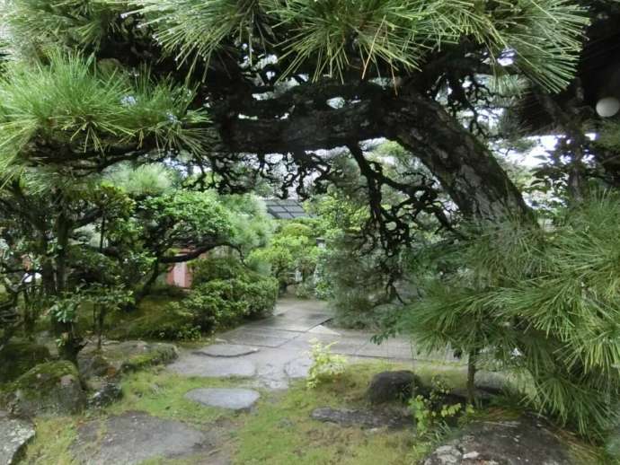 しぶや美術館本館の前庭にある松