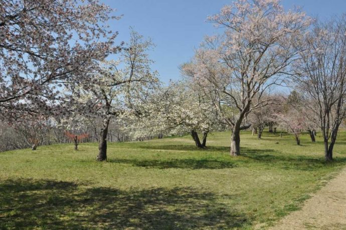 大木囲貝塚内にある桜の開花時の様子