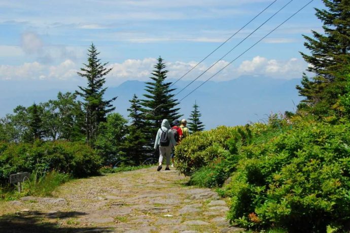 東館山高山植物をウォーキングする利用者たち