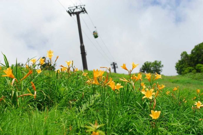 東館山高山植物園のニッコウキスゲの群生