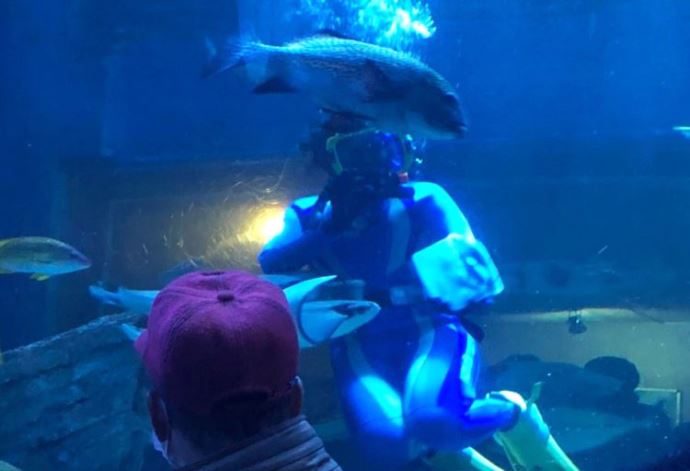 飼育員たちの餌やりが見れるしながわ水族館の水中ショー