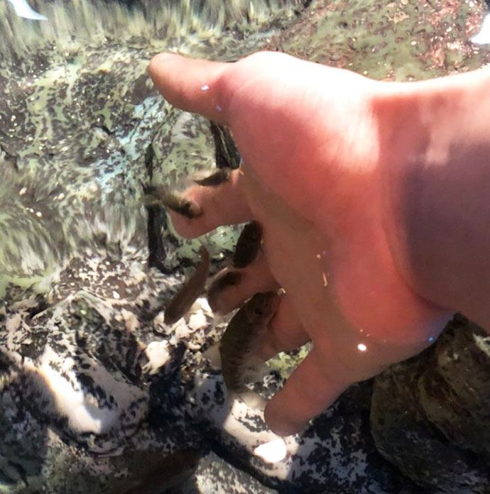 しながわ水族館のふれあい水槽