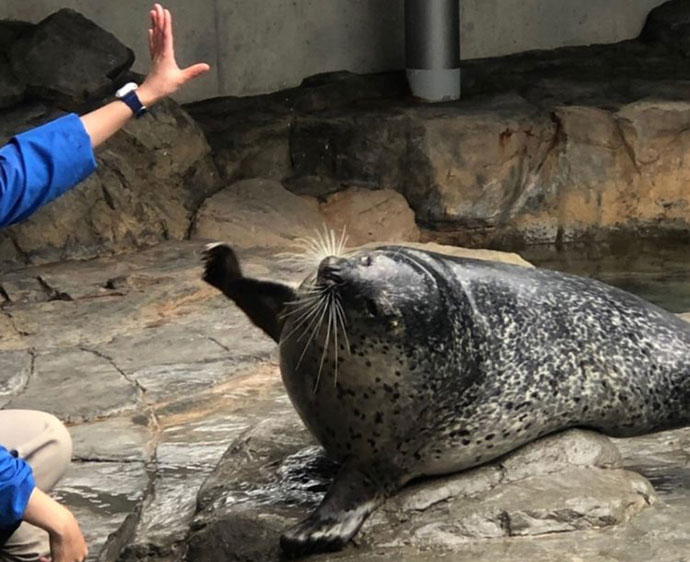 しながわ水族館のアザラシショー