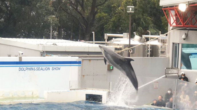 しながわ水族館のイルカショー