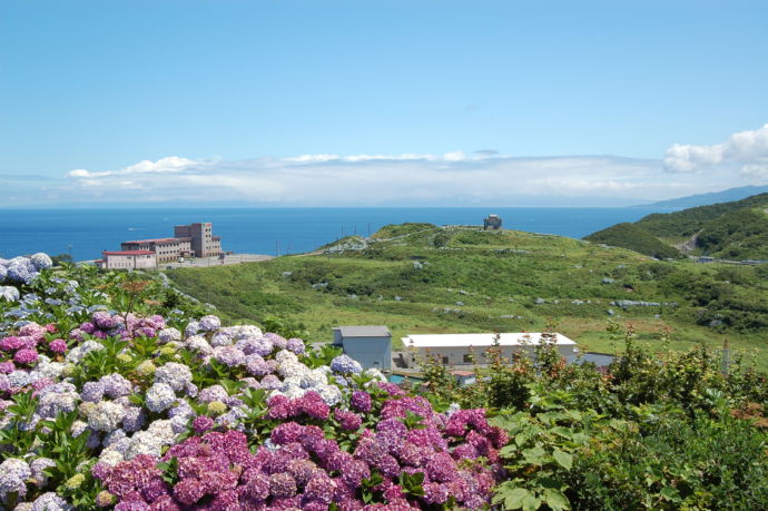 あじさいの花が咲く龍飛崎