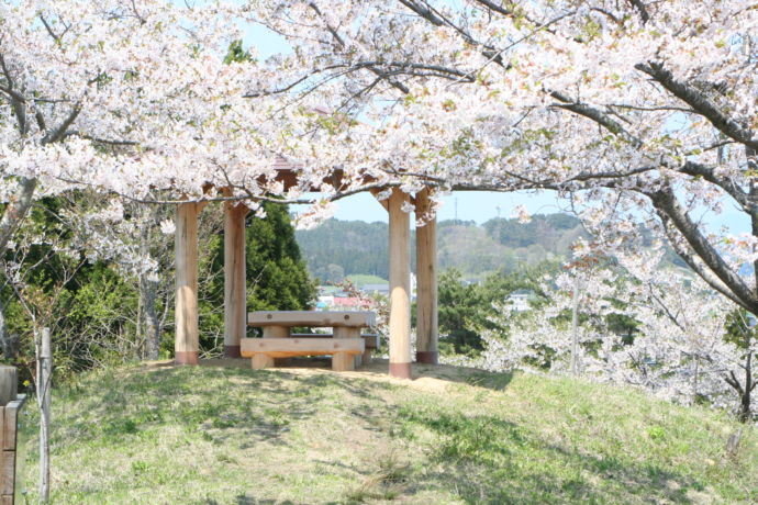 ハイカラ山の山頂