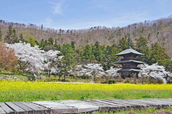 桜が美しい「まほろば古の里歴史公園」