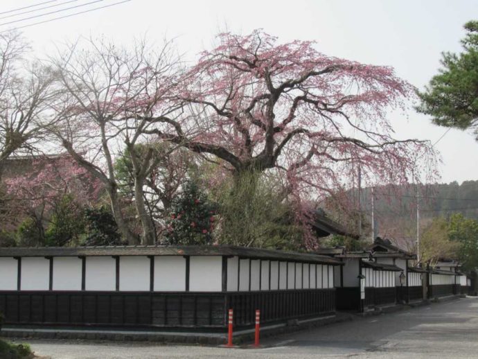 髙倉勝子美術館桜小路を武家屋敷通りから眺める