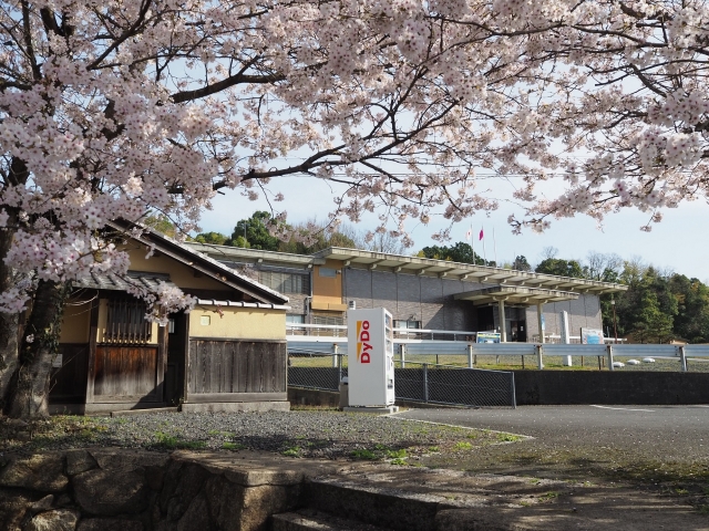 京都府宮津市にある京都府立丹後郷土資料館と桜