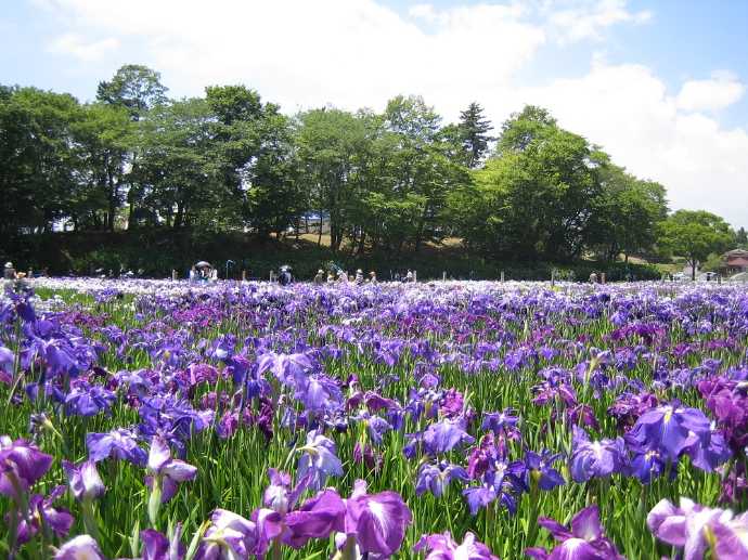 東北歴史博物館のある多賀城市で開催される多賀城跡あやめまつりの様子