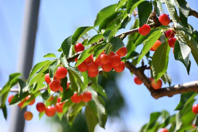 さくらんぼが木に実っている様子