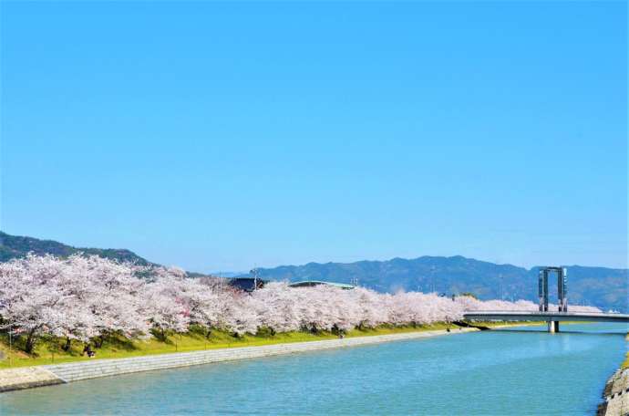 田布施川沿いの桜並木