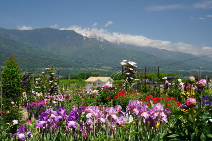 豊丘村の「アイリス園」