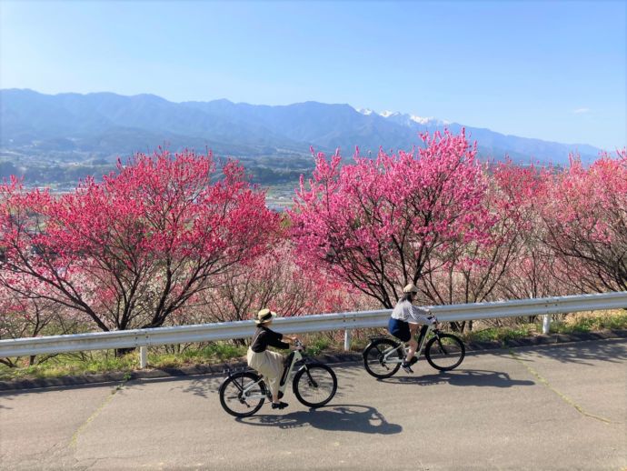 豊丘村の比国平花モモ街道