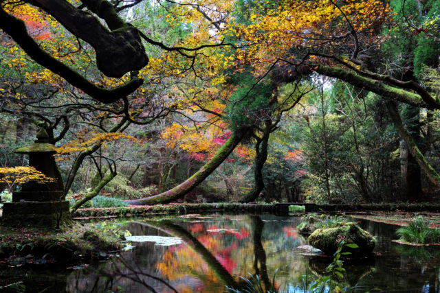 秋の山吹水源