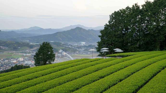 嬉野市の茶畑