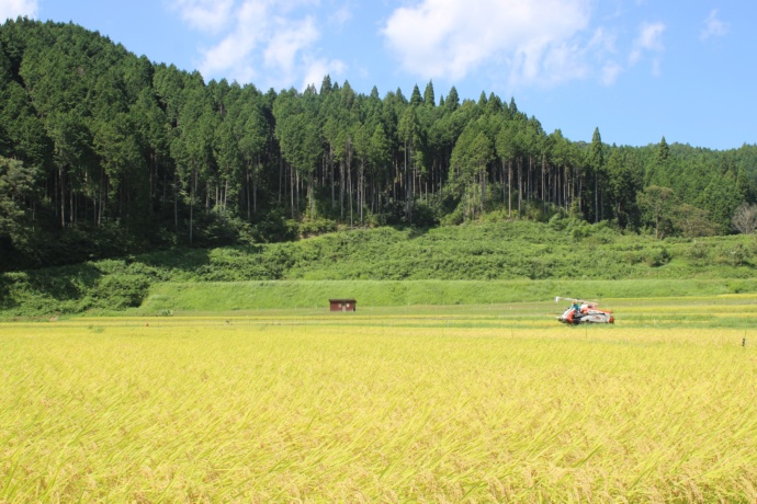 新庄村の稲刈りの様子