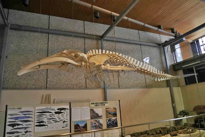 山形県立博物館で展示しているクロミンククジラの骨格標本