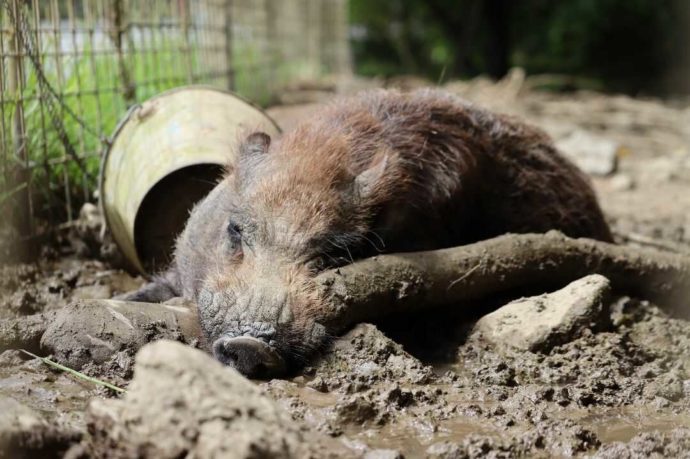 土の上にいるリュウキュウイノシシ