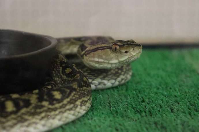 東村立山と水の生活博物館ではハブが飼育されている