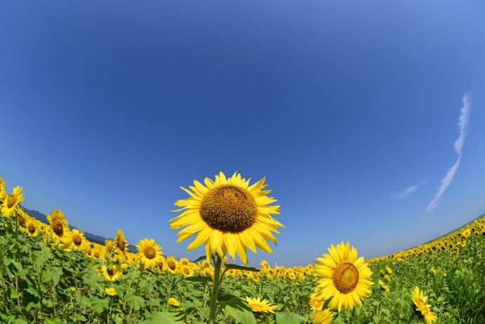 夏空の下で咲き誇るひまわり