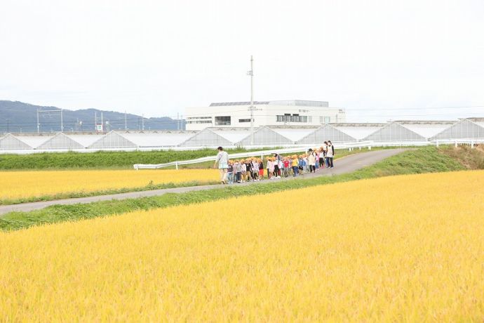 稲穂が実った秋の田園風景