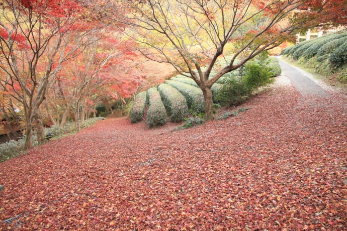 秋の慧洲園